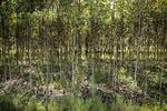 Peter Alexander Lexander var indtil marts sidste år direktør i selskabet Holding 1704 ApS, som ejede domænet Ourclimate.dk, der solgte klimakompensation. Projektet består blandt andet af et stykke skov i Luweero, hvor Ourclimate.org har plantet træer. Vi beklager, at den tidligere billedtekst var fejlbehæftet. Foto: Peter Hove Olesen
   Foto: Peter Hove Olesen/POLFOTO