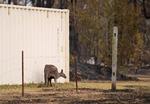 En kænguru ses her i et afbrændt område ved Milton, syd for Sydney. Foto: Tracey Nearmy/Ritzau Scanpix