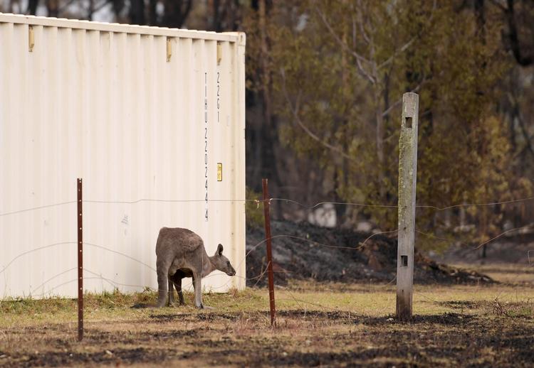 En kænguru ses her i et afbrændt område ved Milton, syd for Sydney. Foto: Tracey Nearmy/Ritzau Scanpix