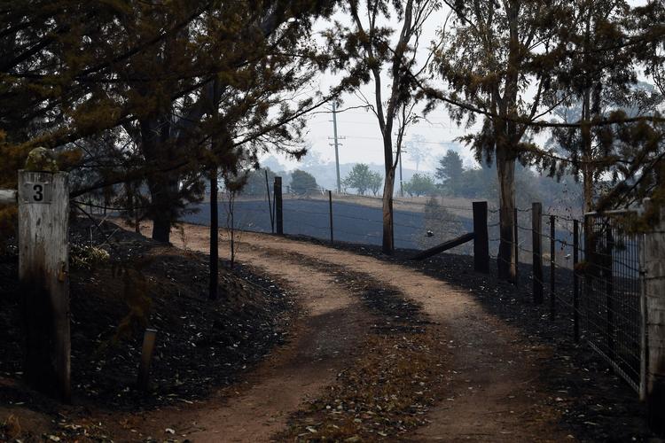 Dromedarerne skal skydes, fordi de drikker for meget vand i tørkeramte områder. Dette billede er taget i Quaama i New South Wales efter flere brande har hærget området. 
   Foto: Saeed Khan/Ritzau Scanpix