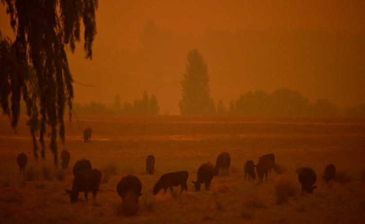 Kvæg græsser på en mark ved Eden i New South Wales, mens kæmpebrande fredag farver luften orange. Foto: Peter Parks/Ritzau Scanpix