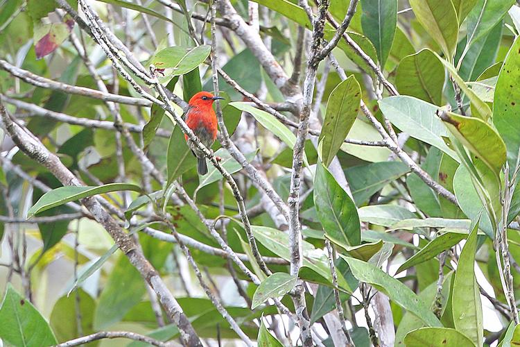 På den seks uger lange ekspedition i Indonesien faldt forskerne over denne nye art. Honningæderen Taliabu Myzomela, som primært lever af at suge nektar og pollen ud af blomster.  Foto: James Eaton/Birdtour Asia
