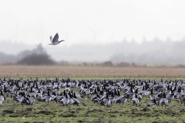 
Tusinder af bramgæs på vinterophold her i Ballum Marsk ved Vadehavet.
   Foto: Louise Herrche Serup/POLFOTO