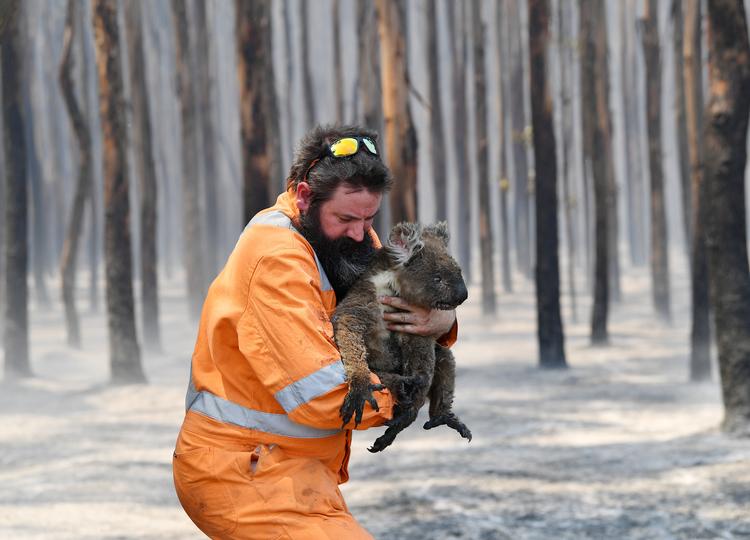 Verdenseliten frygter for klimaet og brandene i Australien og Californien. Her er det Simon Adamczyk der redder en koalabjørn fra ilden nær Adelaide i Australien.  Foto: Stringer ./Ritzau Scanpix