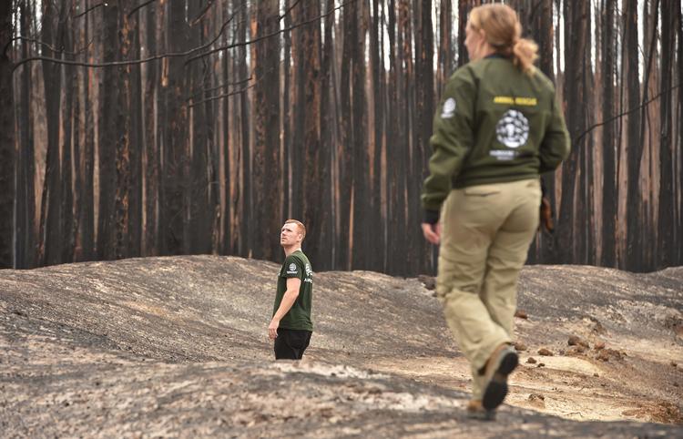Brandene i Australien har indtil videre kostet 29 mennesker livet og ødelagt over 2500 hjem. Et landareal større end det dobbelte af Danmark er blevet raseret. Foto: Peter Parks/Ritzau Scanpix