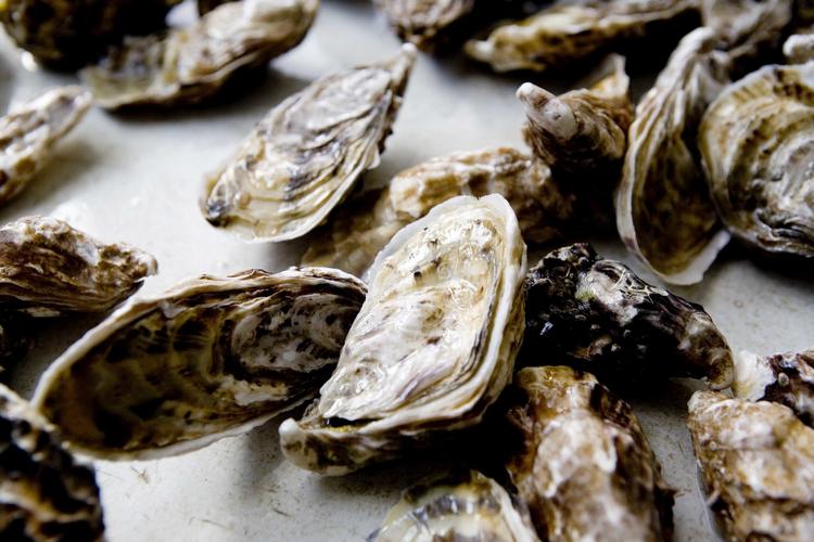 Myndighederne i Frankrig har således konstateret såkaldt norovirus i østers flere steder langs Frankrigs kystlinje. Foto: Carsten Ingemann/POLFOTO