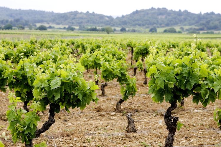 Arkivfoto Thomas Borberg