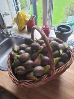 kurv med figenhøst 2