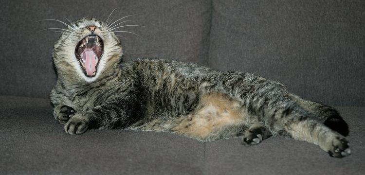 
En flyvende og meget viril hankant spiller en vigtig rolle i Adda Djørups nye roman. Katten på billedet her er dog IKKE med i 'Bulgakovs kat'. Den er helt uskyldig.
   Foto: Jesper Stormly Hansen/POLFOTO