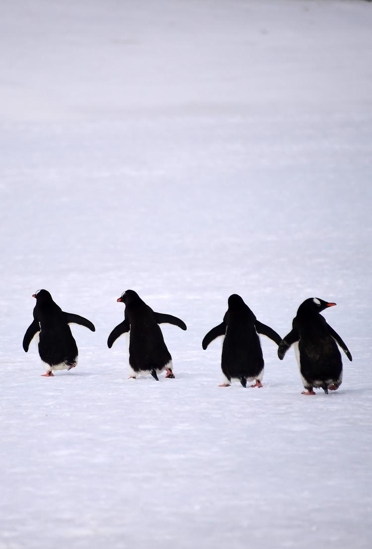 
Antarktis' indbyggere i skarpt trav. For 200 år siden blev deres kontinent 'opdaget'. Foto: Johan Ordonez/Ritzau Scanpix