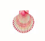 nyaequipecten_opercularis_sw