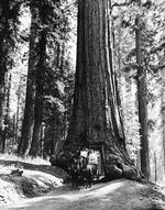 En vej leder igennem et redwood-træ i Yosemite i det nordlige Californien.  Foto: AP/Ritzau Scanpix