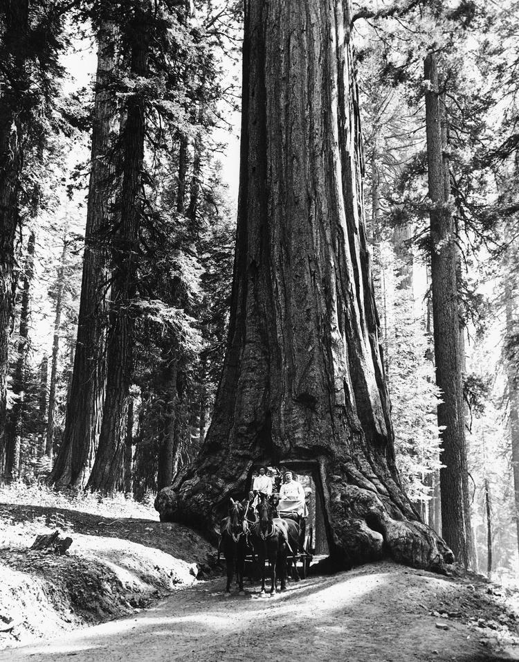 En vej leder igennem et redwood-træ i Yosemite i det nordlige Californien.  Foto: AP/Ritzau Scanpix