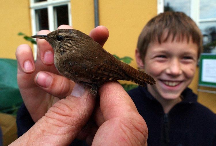     Gærdesmutten begynder at synge, når det bliver lyst. Arkivfoto Carsten Andreasen