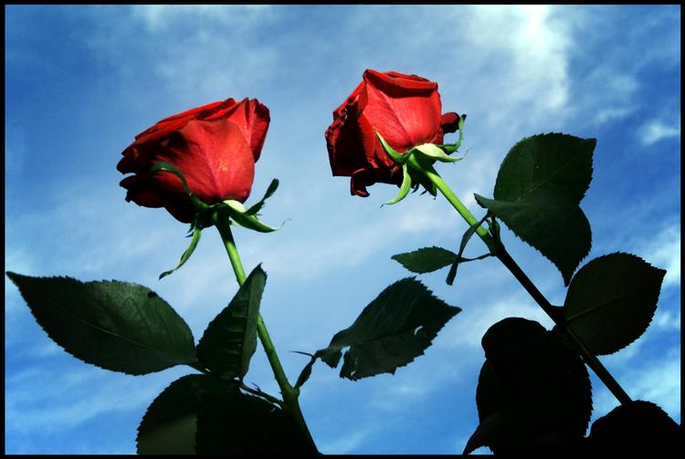 Foto: Thomas Borberg/POLFOTO