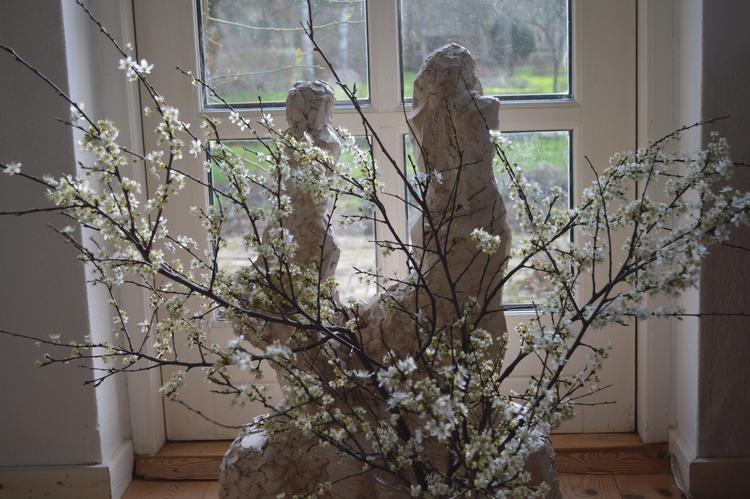 Få dage efter at have bragt grenene ind, blomstrer mirabellen for fuld udblæsning. Foto: Søren Ryge Petersen