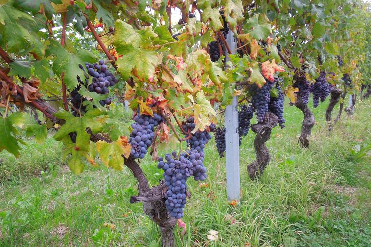 Foto: Thomas Ilkjær