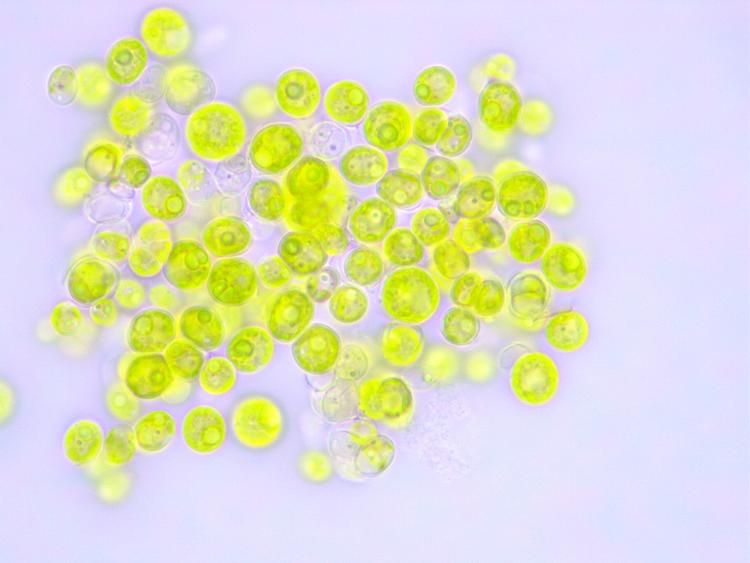 Projektet benytter grønalgen Chlorella vulgaris, som kan dyrkes med og uden lys. Den bruges allerede som kosttilskud og i f.eks. Japan også som proteinrigt madtilsætningsstof. Foto: Teknologisk Institut
