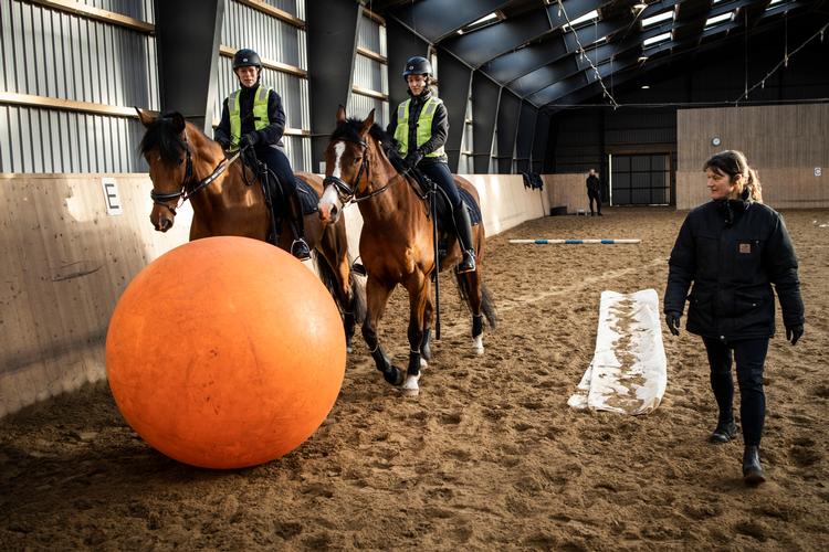Politihestene skal forberedes på alt, hvad der kan ske i deres job. Her får de rullet bolde ind foran sig.  Foto: Jens Hartmann Schmidt/POLFOTO