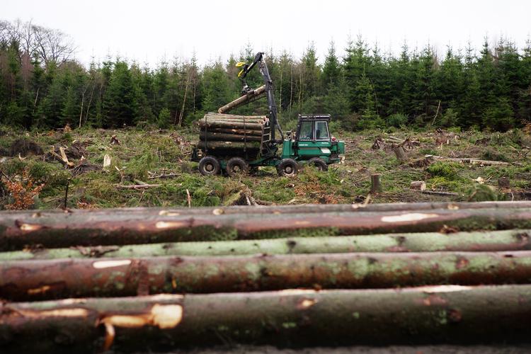Træ kan bruges til mange formål - fra møbler byggeri til bioplastik og biobrændstoffer - som har højere værdi, end hvis træet blot brændes . Foto: Rasmus Baaner/POLFOTO