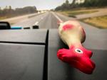 LANDEVEJSAUTORITET. Skribenten og kyllingen Selmanella kæmper hårdt for at holde ro i skibussen.  Foto: Per Munch