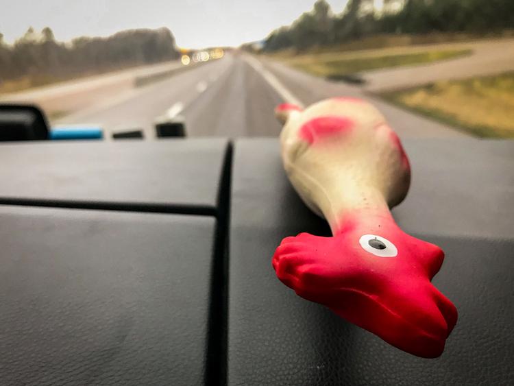 LANDEVEJSAUTORITET. Skribenten og kyllingen Selmanella kæmper hårdt for at holde ro i skibussen.  Foto: Per Munch