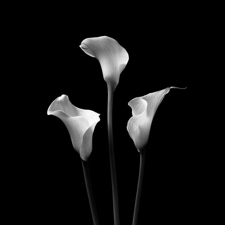 Foto: Martin Bubandt