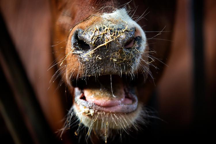 Køerne kan se frem til mere CO2-venligt foder.  Foto: Finn Frandsen/POLFOTO