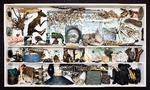 Et kig ind i et af kunstnerens fascinerende undrekamre, et begreb han låner fra det tyske 'wunderkammer' – samlinger af kuriøse genstande, naturhistoriske artefakter og  kunst i en pærevælling, som er forløberen for de museer vi kender i dag. Værket er fra 2001.  Foto: Ole Bjørn Petersen