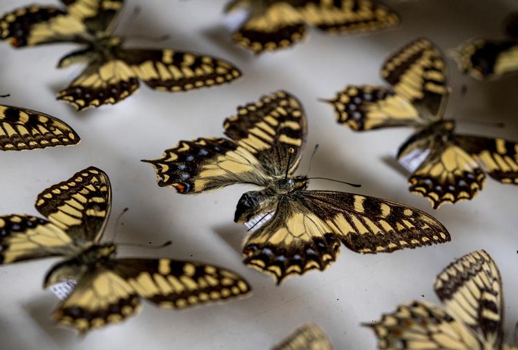 Korsikansk svalehale (Papilio Hosoton) på Statens Naturhistoriske Museum (Zoologisk Museum).  Foto: Liselotte Sabroe/Ritzau Scanpix