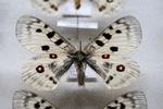 Apollo-sommerfugle (Parnassius apollo) på Statens Naturhistoriske Museum (Zoologisk Museum). Foto: Liselotte Sabroe/Ritzau Scanpix