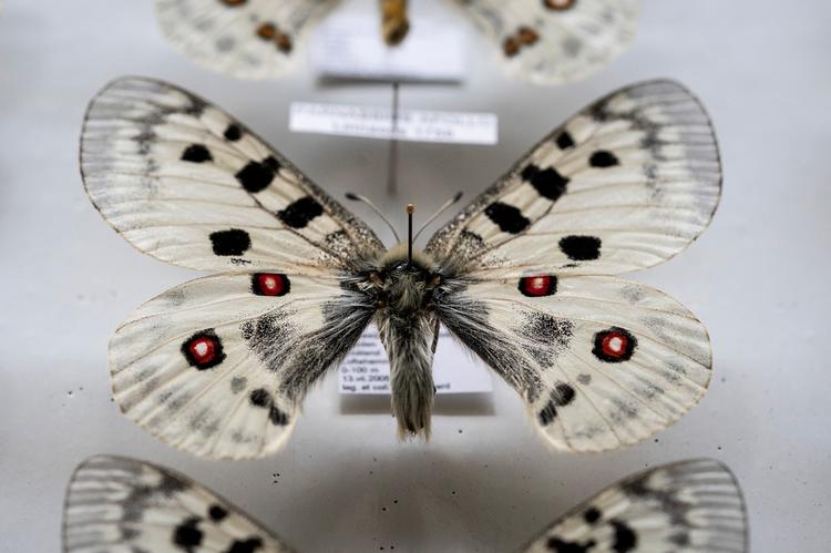 Apollo-sommerfugle (Parnassius apollo) på Statens Naturhistoriske Museum (Zoologisk Museum). Foto: Liselotte Sabroe/Ritzau Scanpix