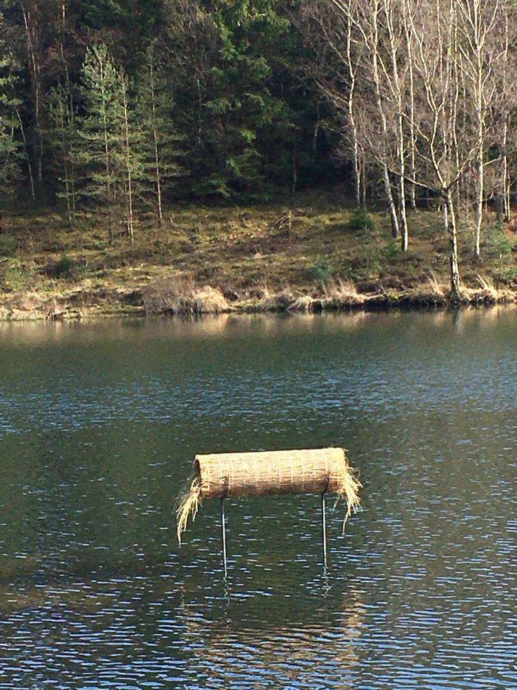 Anderør i en sø ved Silkeborg. Privatfoto 