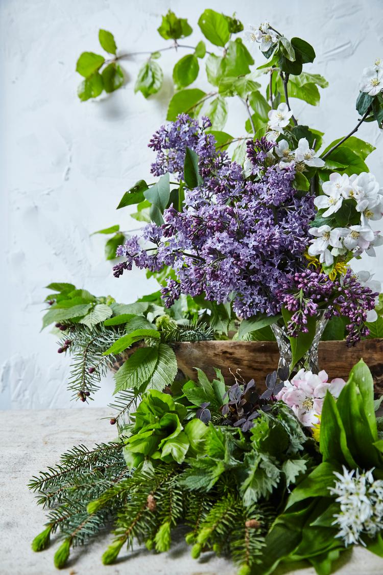 Naturen eksploderer i farver og spiselige sager. Prøv at koge en syrensirup på sukker, vand, citronsaft og syrenblomst. Det giver din gin og tonic en ny smag af forår. Foto: Lene Samsø