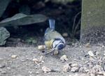 Ved at lægge hovedet på siden kan fuglen spise trods sit lange næb. Privatfoto 