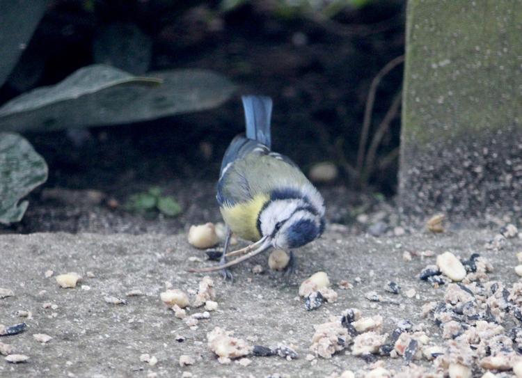 Ved at lægge hovedet på siden kan fuglen spise trods sit lange næb. Privatfoto 