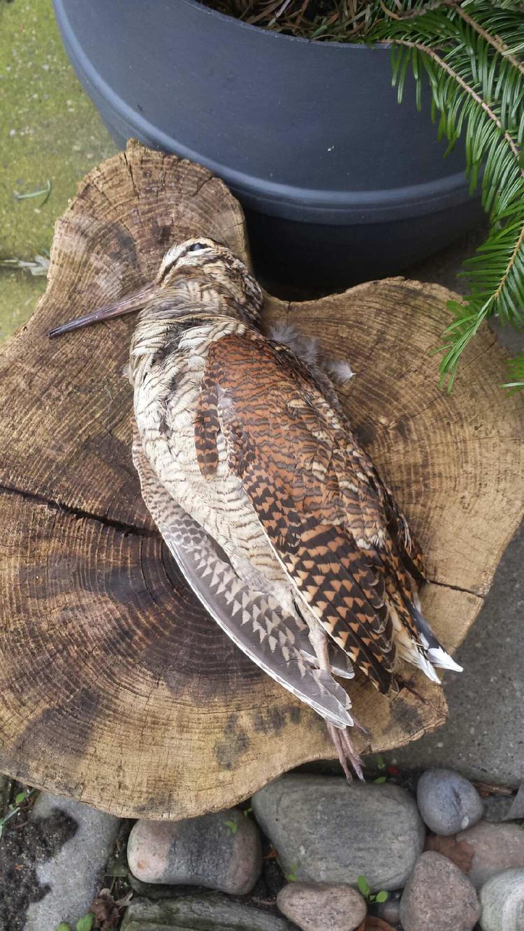Mange har aldrig set en skovsneppe. Privatfoto 