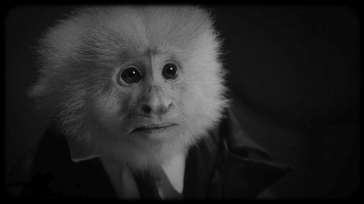 En abe, der er mistænkt for mord, er en af hovedpersonerne i David Lynch' kortfilm 'What Did Jack Do?'. Foto: Netflix