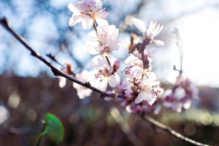   Blomstertiden er over os. Arkivfoto Olivia Loftlund