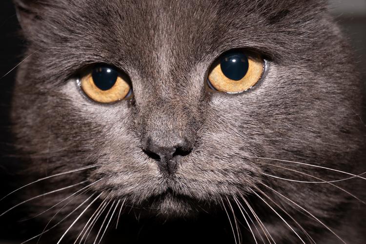 Foto: Andreas Merrald/POLFOTO