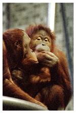 Tag en pause med orangutangerne i San Diego Zoo.
.   Foto: Hanne Boock/POLFOTO