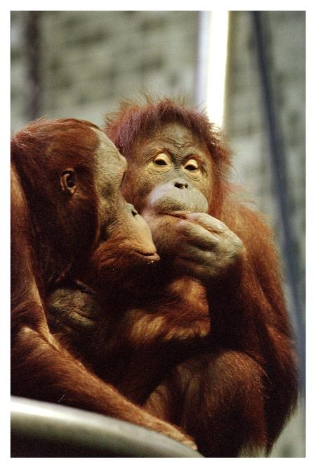 Tag en pause med orangutangerne i San Diego Zoo.
.   Foto: Hanne Boock/POLFOTO