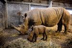 Kig indenfor hos København Zoos næsehorn. Foto: Peter Hove Olesen/POLFOTO