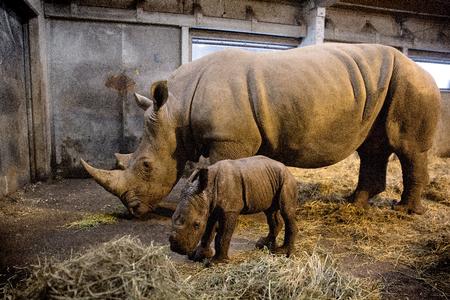 Kig indenfor hos København Zoos næsehorn. Foto: Peter Hove Olesen/POLFOTO