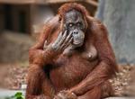 Tag en pause med aberne i San Diego Zoo. 