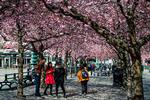 Kirsebærtræerne i Kungsträdgården i Stockholm blomstrer lørdag den 28. marts. Foto: Jonathan Nackstrand/Ritzau Scanpix