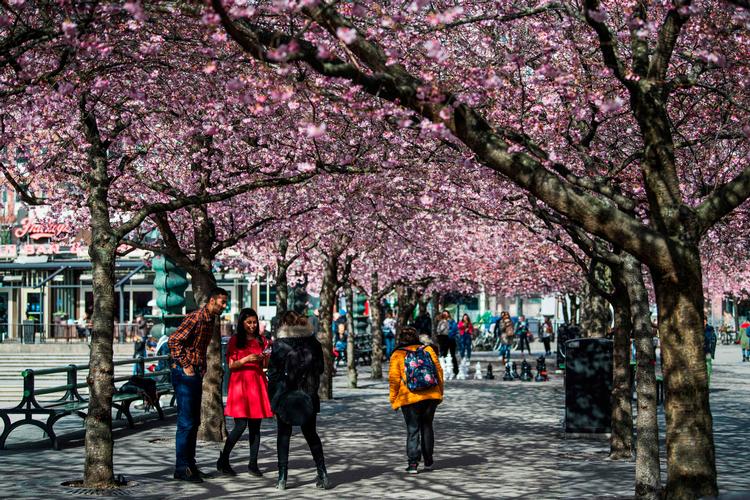 Kirsebærtræerne i Kungsträdgården i Stockholm blomstrer lørdag den 28. marts. Foto: Jonathan Nackstrand/Ritzau Scanpix