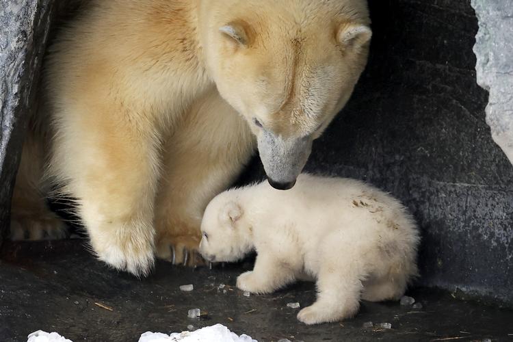     I Københavns Zoologiske Have har fået et ny lille  isbjørneunge. Foto: Jens Dresling/POLFOTO