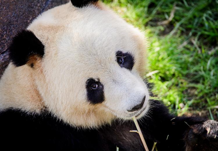 Et flertal i Folketinget sikrede forleden en ekstra pulje på 48 millioner kroner til bl.a. landets zoologiske haver. Her er det en panda i København Zoo. Arkivfoto Jonas Olufson