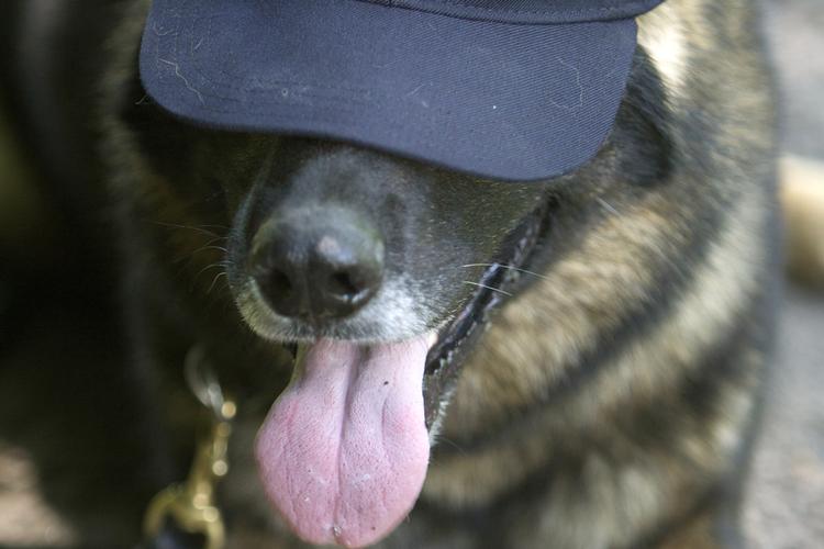 Landpolitihund Rollo Svendsen – sat i karantæne. Foto: Jens Dresling/POLFOTO
